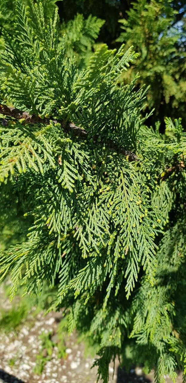 Cupressus x leylandii