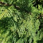 Cupressus x leylandii