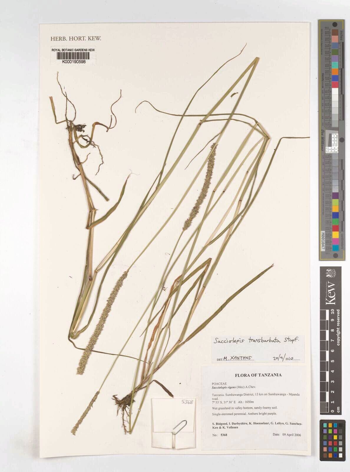 Sacciolepis leptorrhachis — houseplant care guide