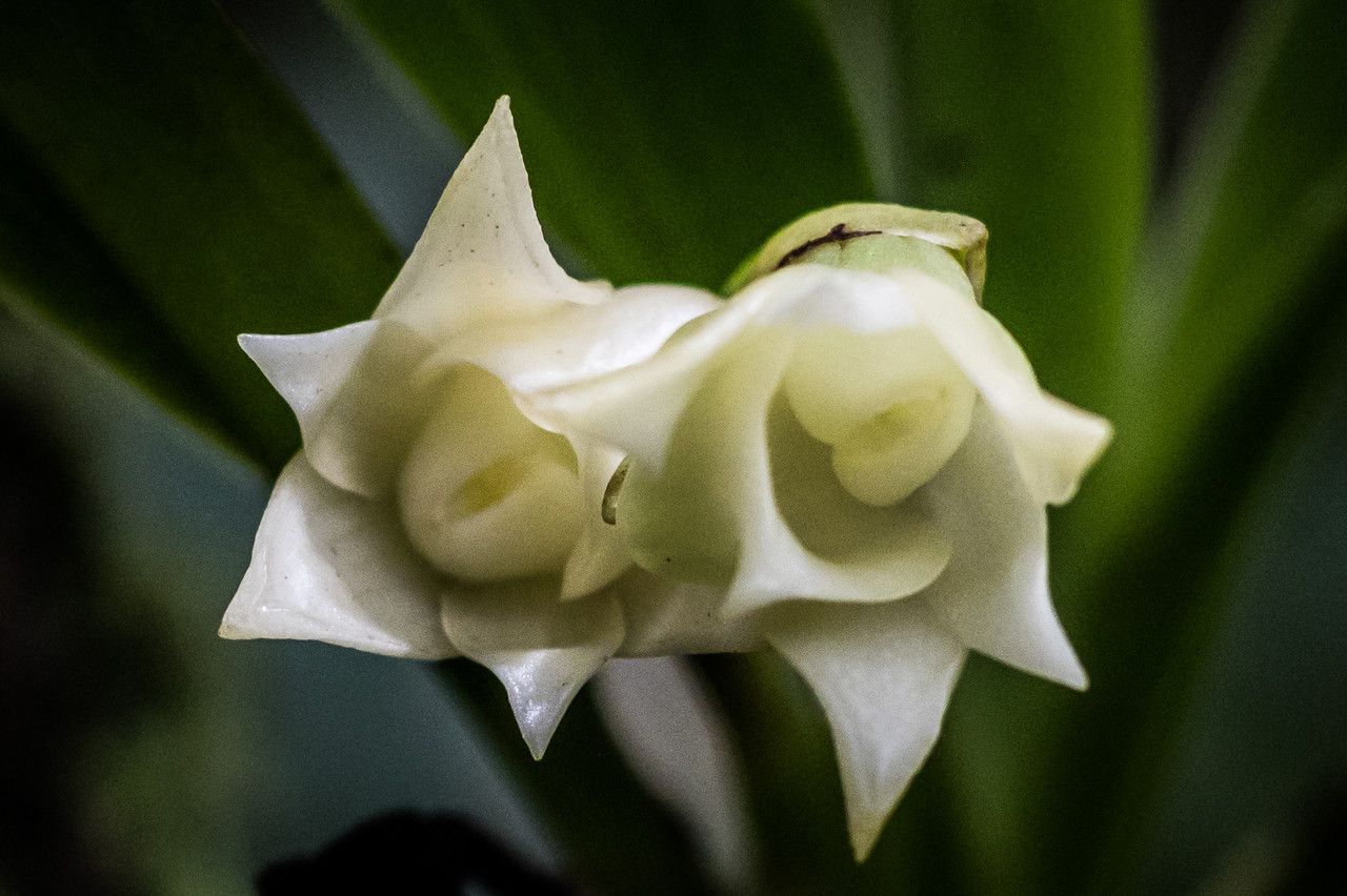 Angraecum cadetii flower