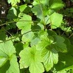 Eriocapitella hupehensis