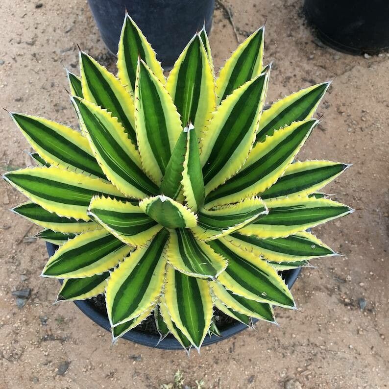 Agave lophantha bark