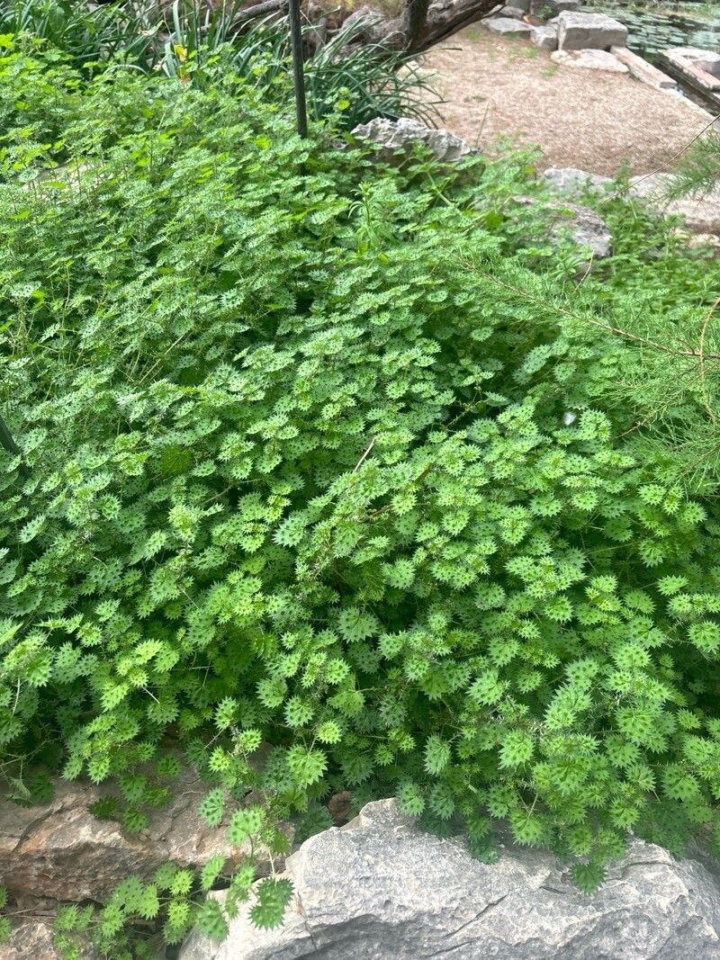 Urtica bianorii habit