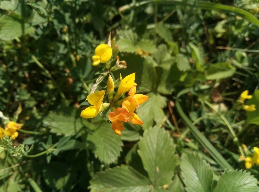 Lotus ucrainicus — search result for 'Lotus'