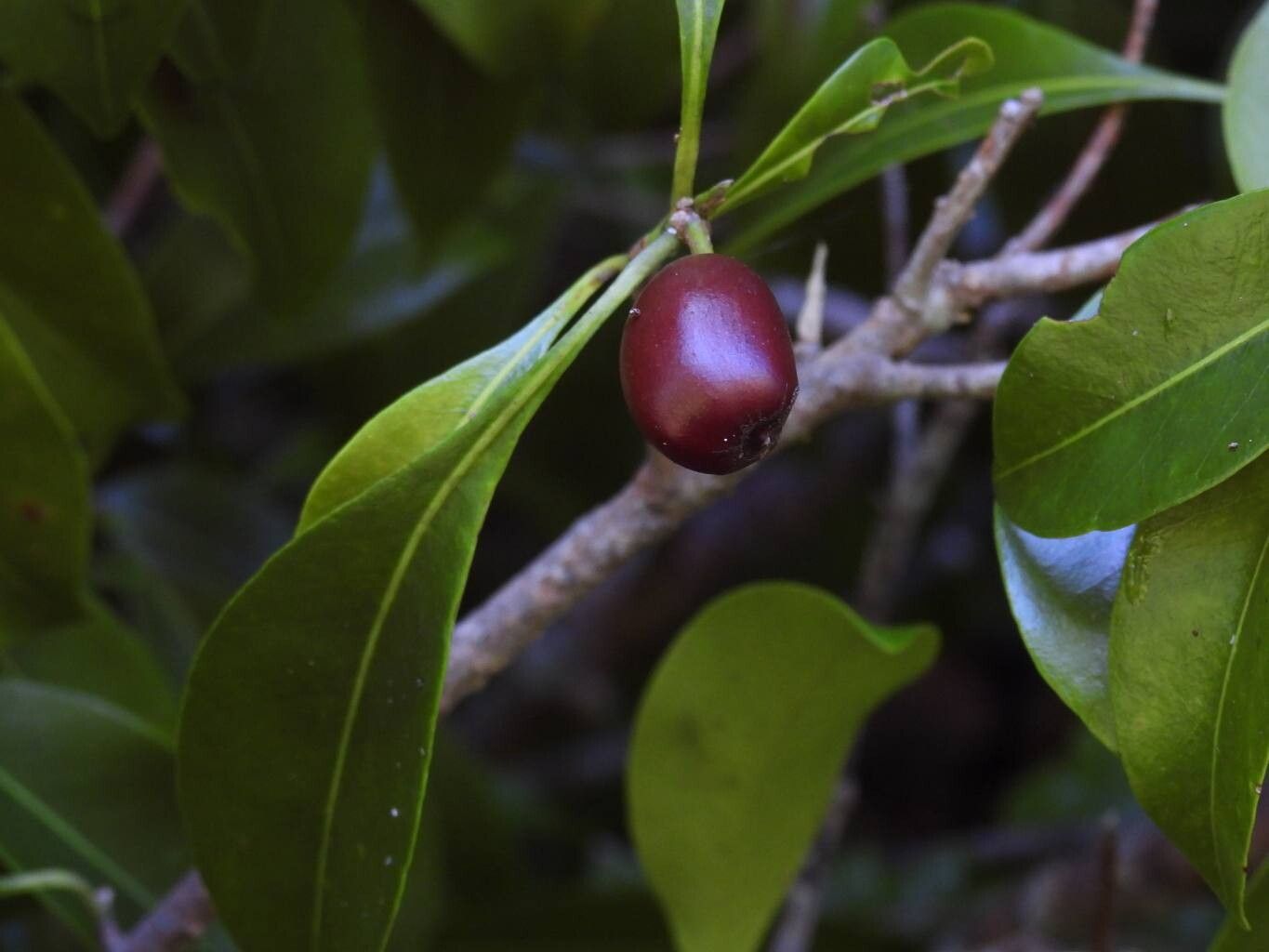 Planchonella chartacea fruit