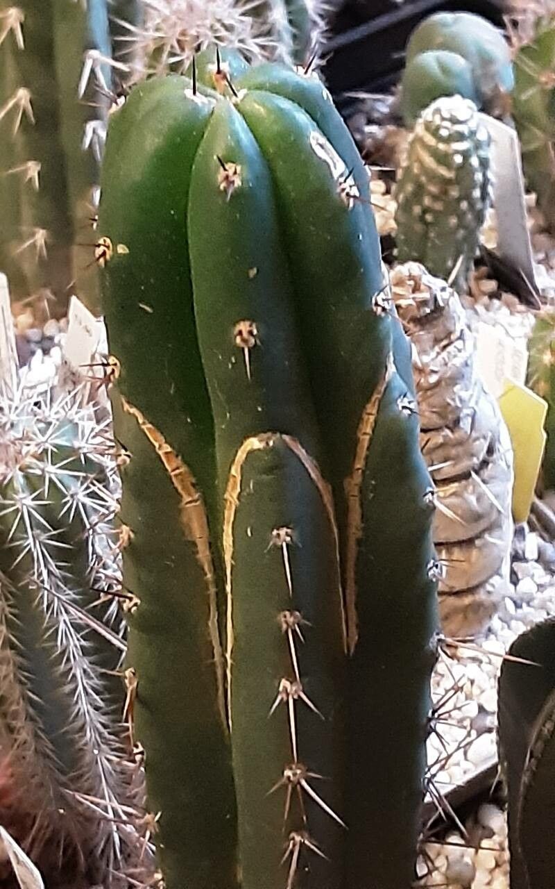 Echinopsis santaensis habit