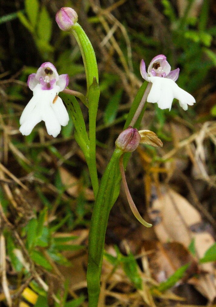 Cynorkis fastigiata flower