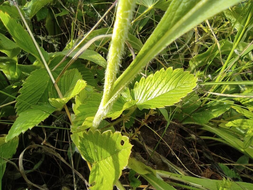 Pentanema oculus-christi bark