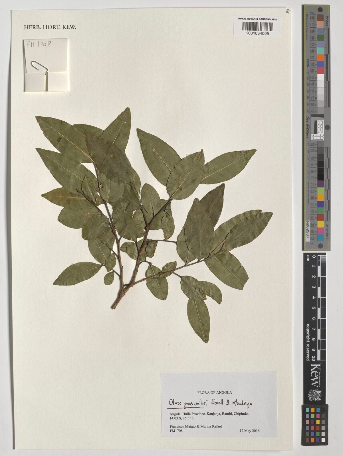 Olax gossweileri — houseplant care guide