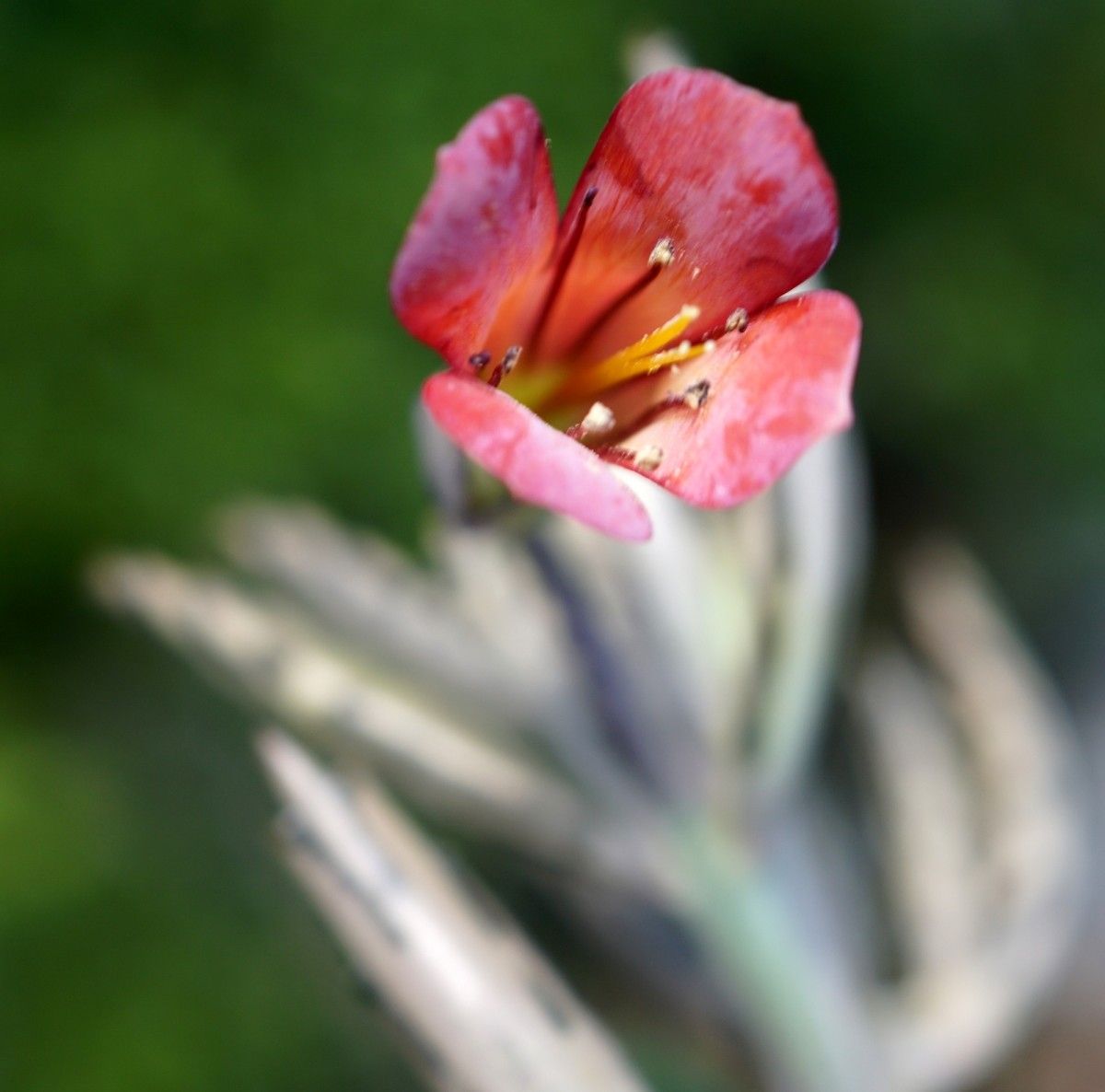Kalanchoe rosei flower
