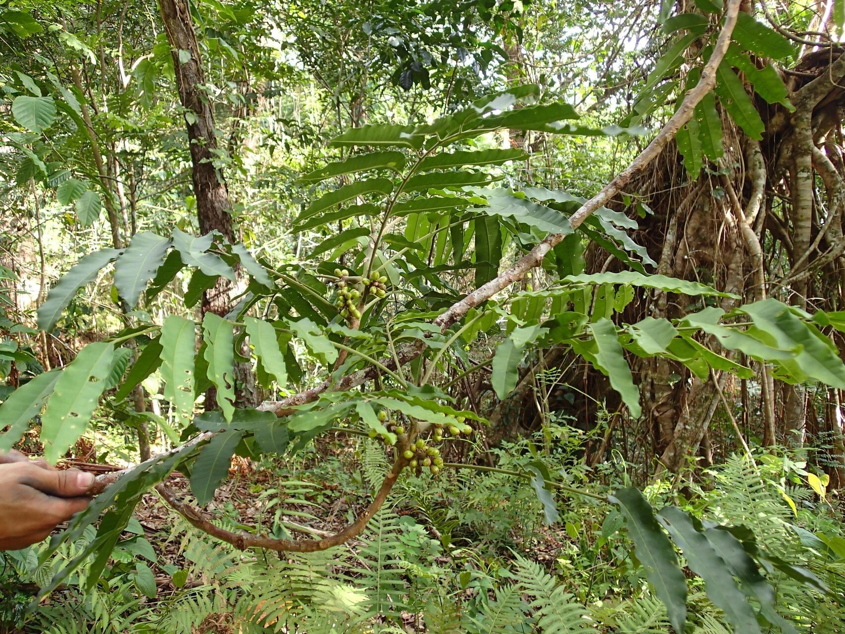 Didymocheton pachypodus habit