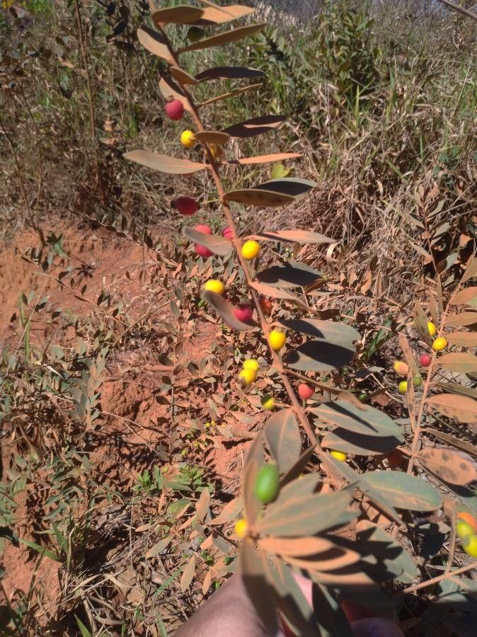 Eugenia punicifolia fruit