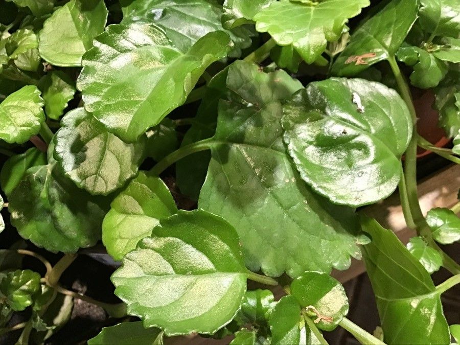 Plectranthus parviflorus — search result for 'Plectranthus'