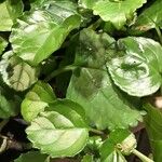 Plectranthus parviflorus