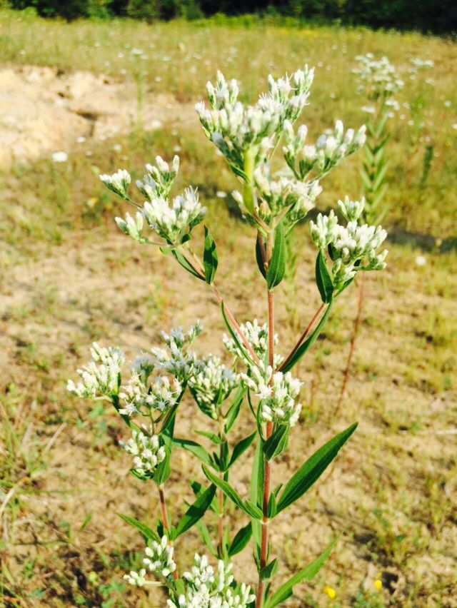 Eupatorium altissimum habit