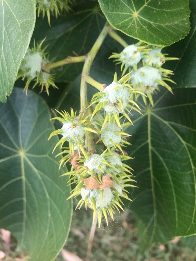 Macaranga tanarius fruit