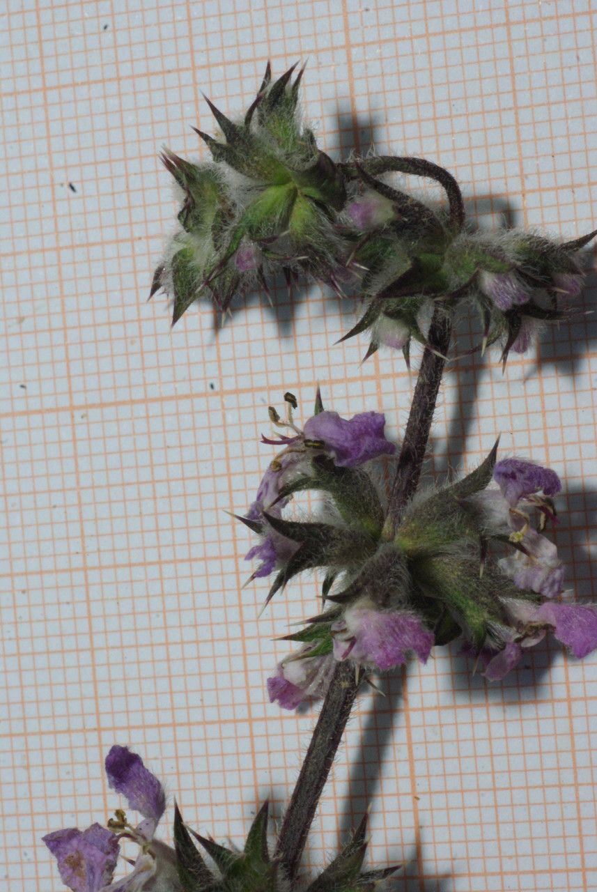 Stachys arenaria flower