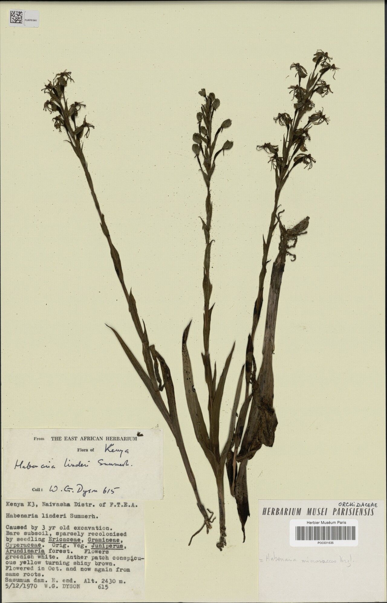 Habenaria microsaccus — houseplant care guide