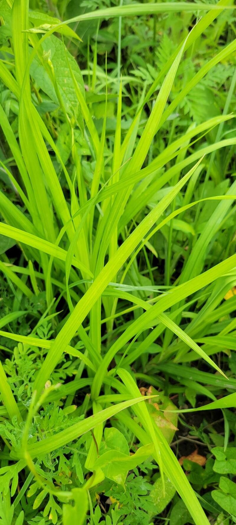 Carex shortiana leaf