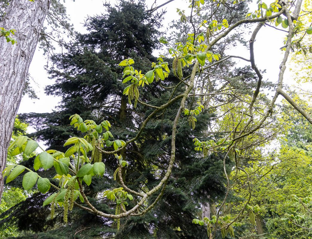 Juglans ailanthifolia flower