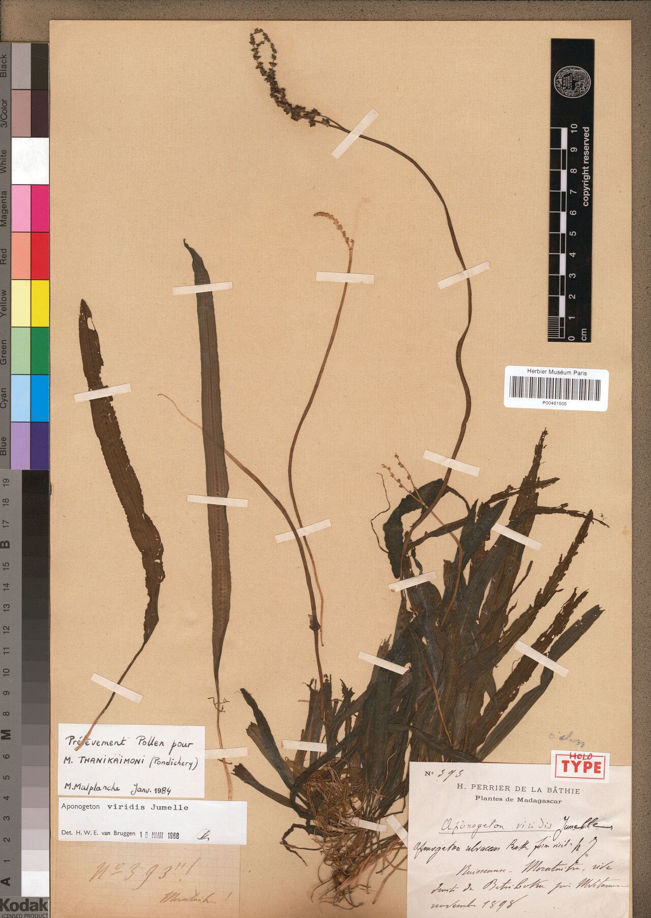 Aponogeton viridis — houseplant care guide