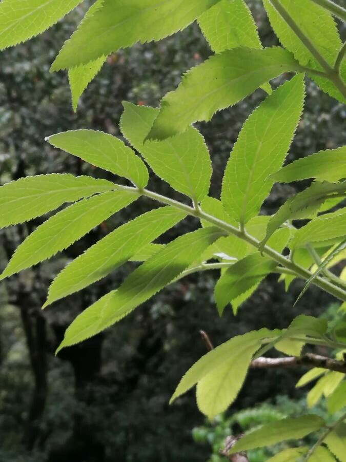 Sambucus palmensis leaf