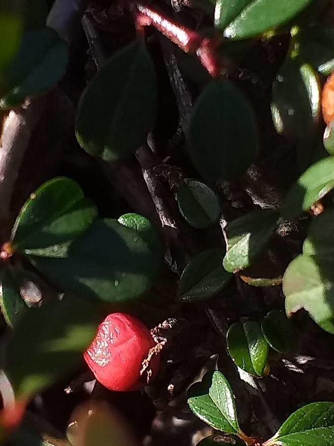 Cotoneaster procumbens fruit