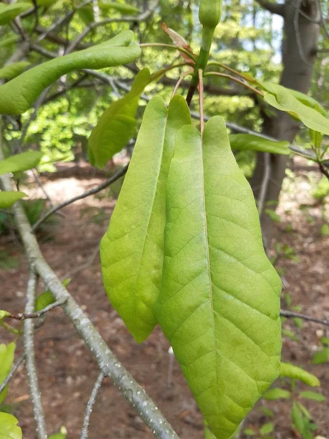 Magnolia pyramidata flower
