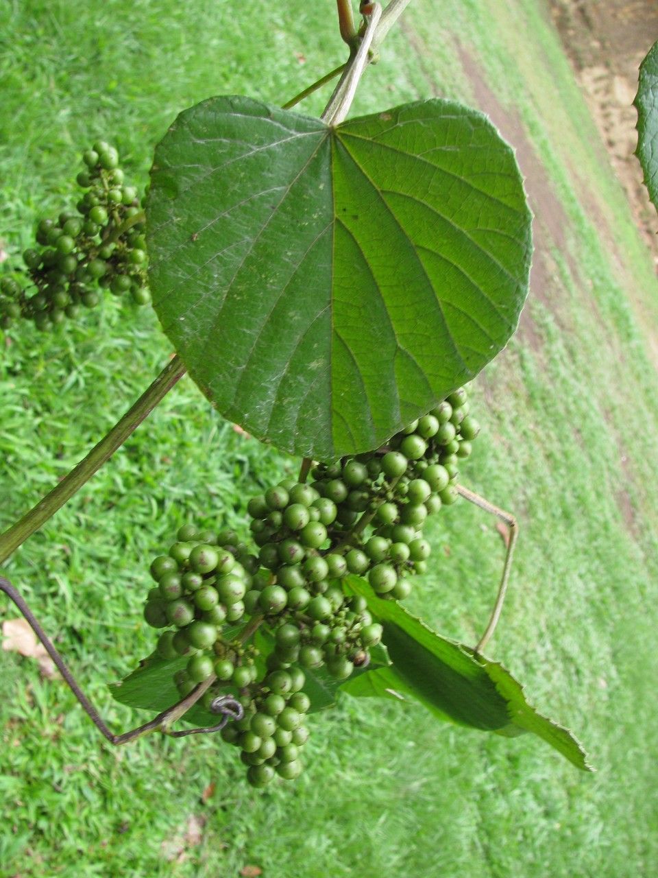 Vitis tiliifolia leaf