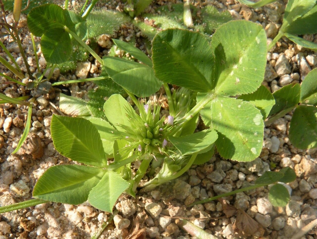 Trifolium spumosum leaf