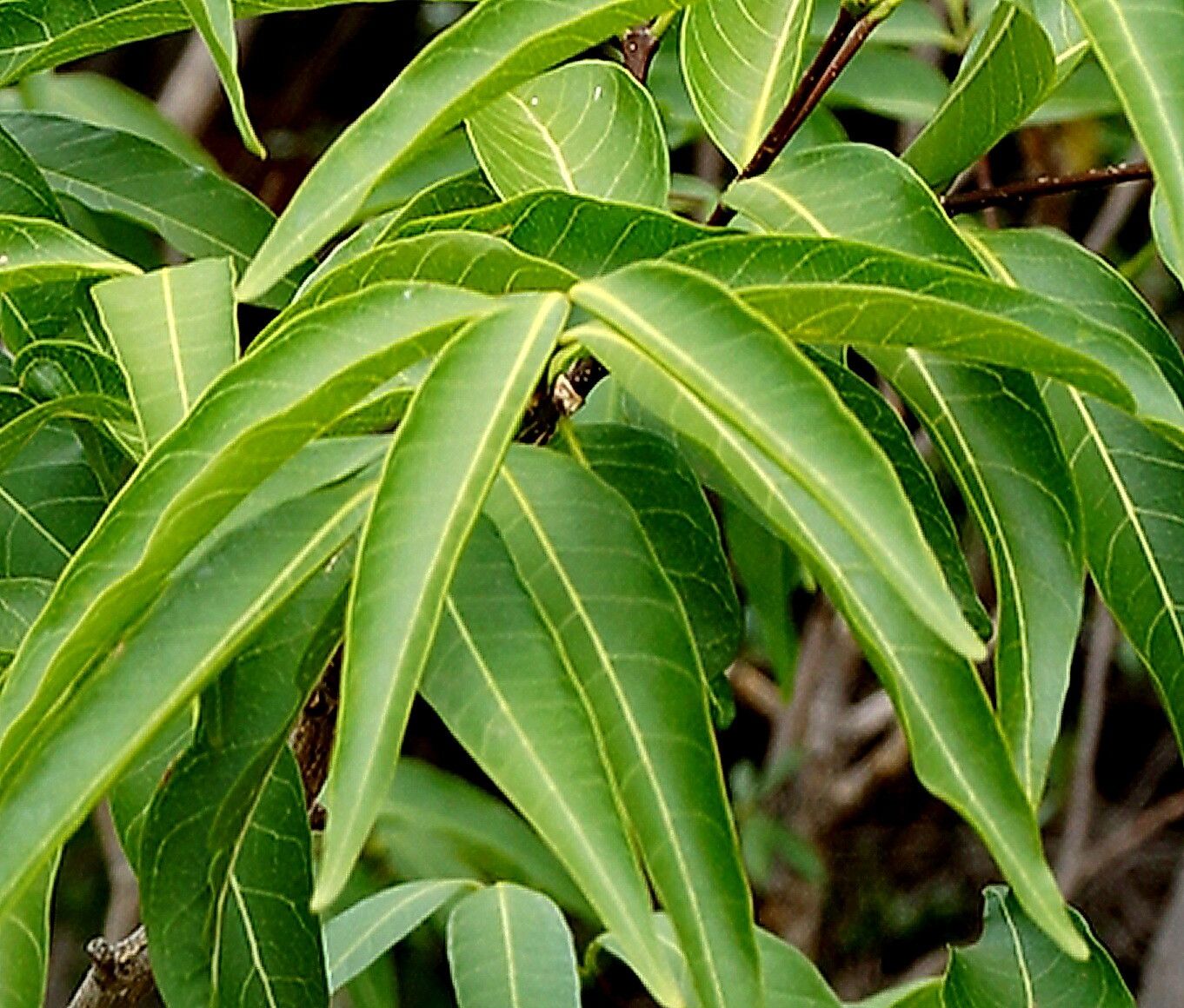 Wrightia natalensis — search result for 'Wrightia'