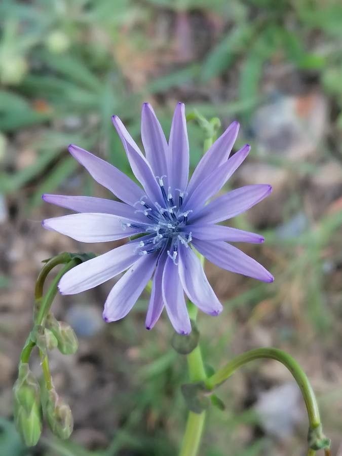 Lactuca perennis flower