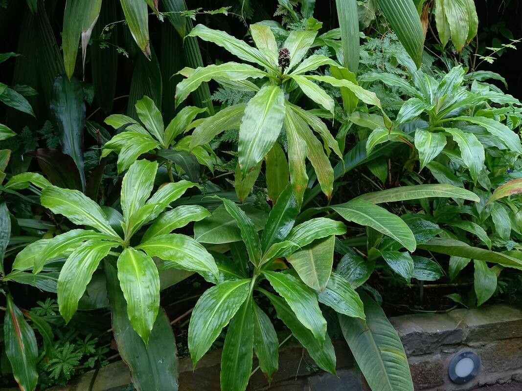 Philodendron wendlandii habit