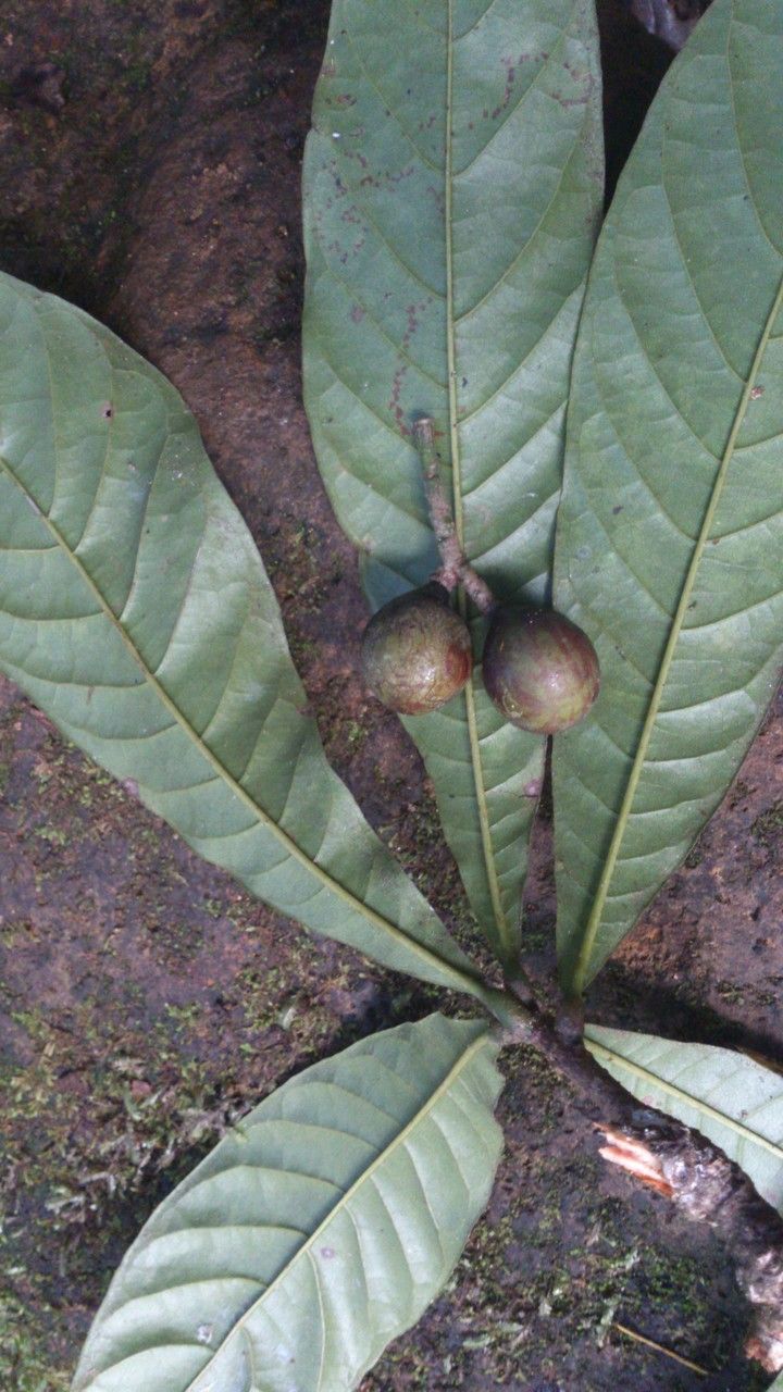 Meliosma donnellsmithii — houseplant care guide