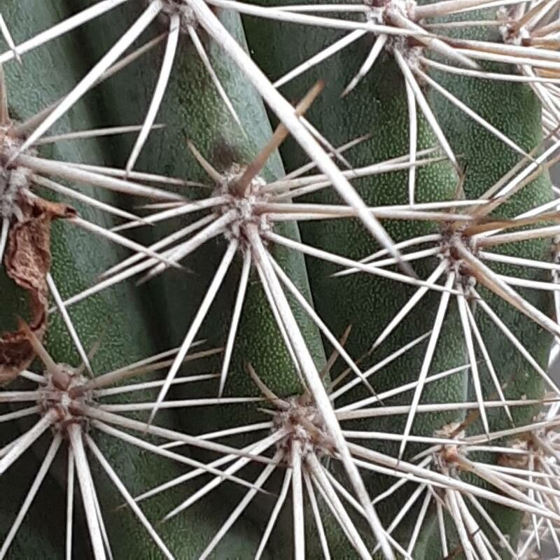 Pachycereus pringlei flower