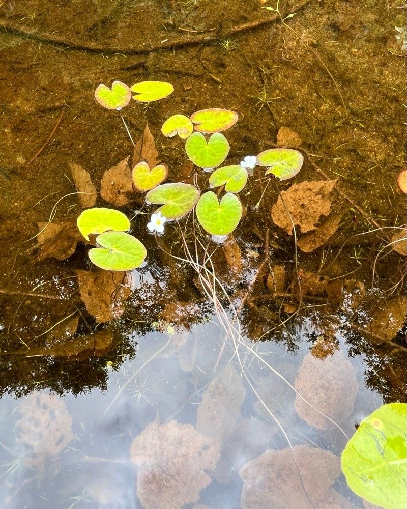 Nymphoides cordata habit