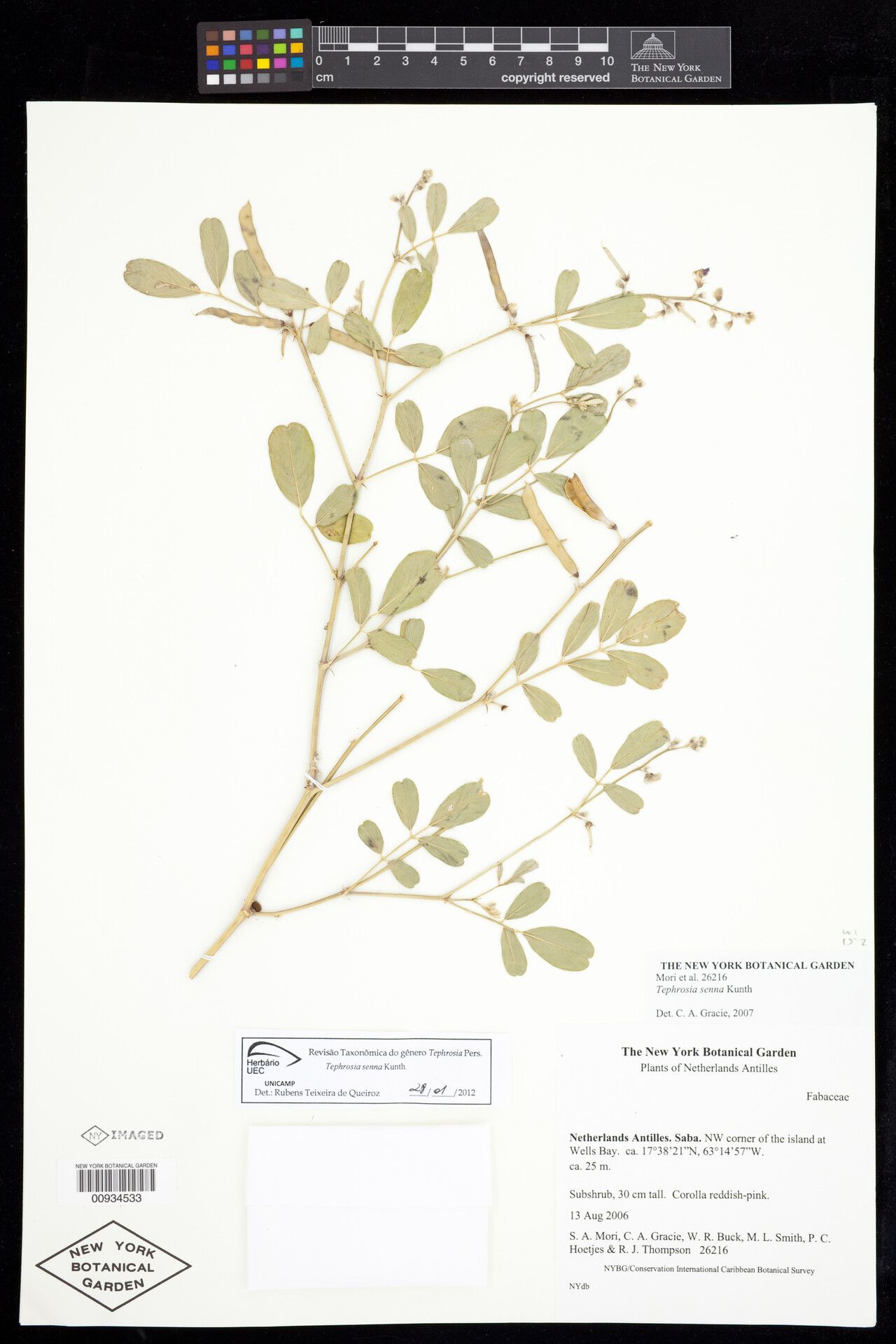 Tephrosia senna — search result for 'Tephrosia'