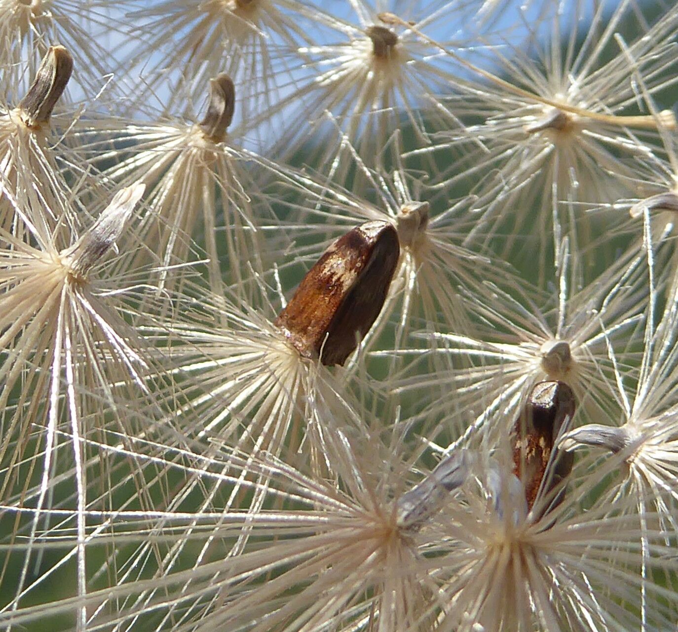 Carthamus carduncellus fruit