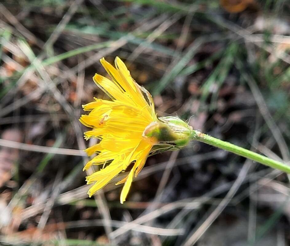 Scorzonera hirsuta flower