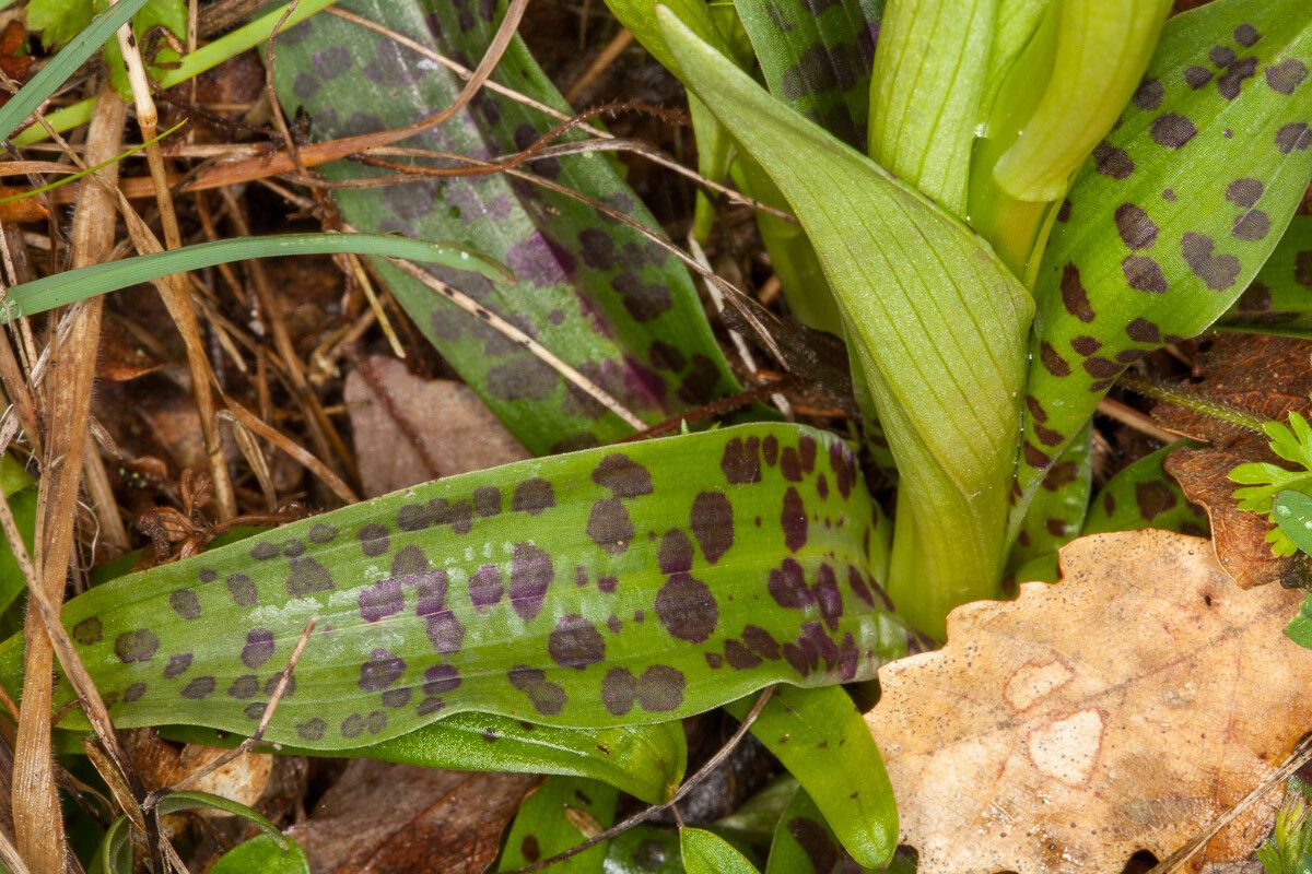 Orchis provincialis leaf