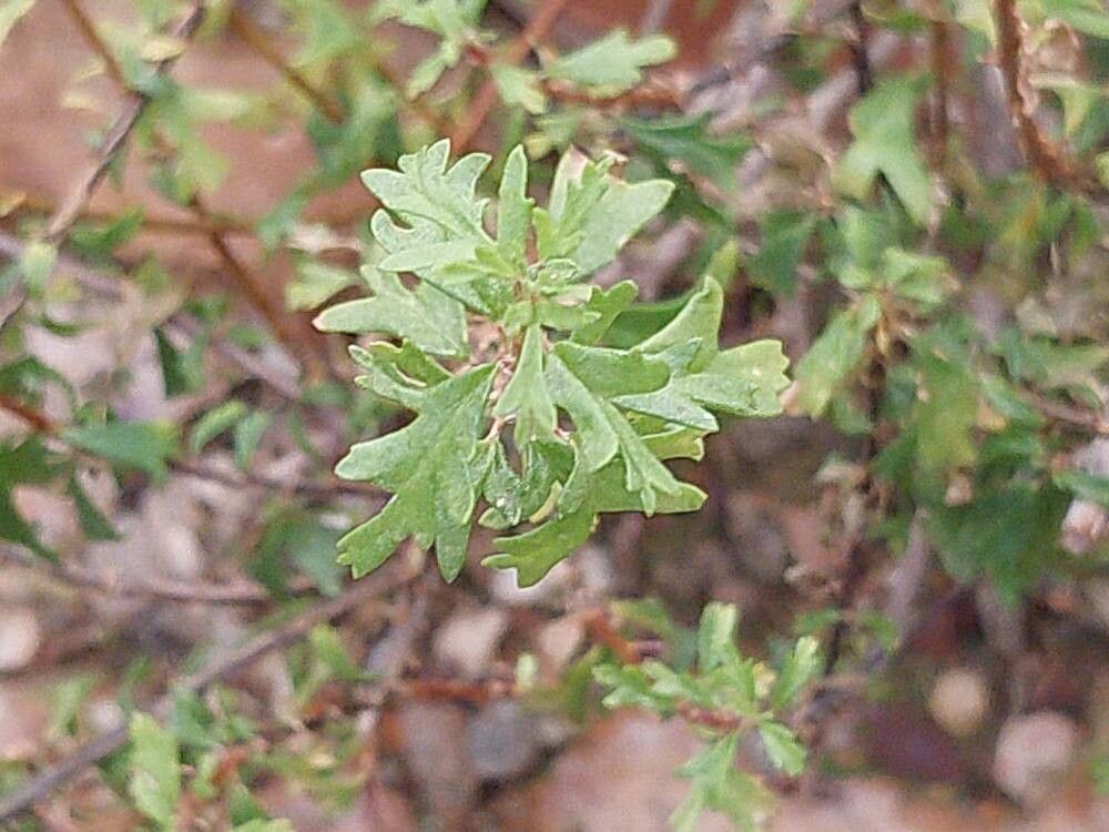 Pelargonium grandicalcaratum — houseplant care guide