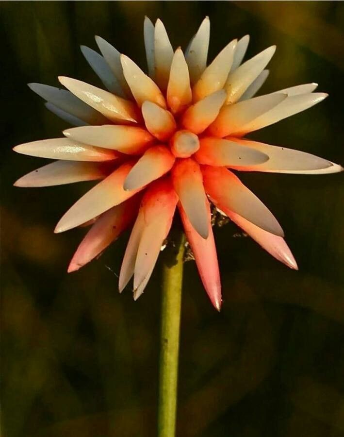 Schoenocephalium teretifolium — houseplant care guide