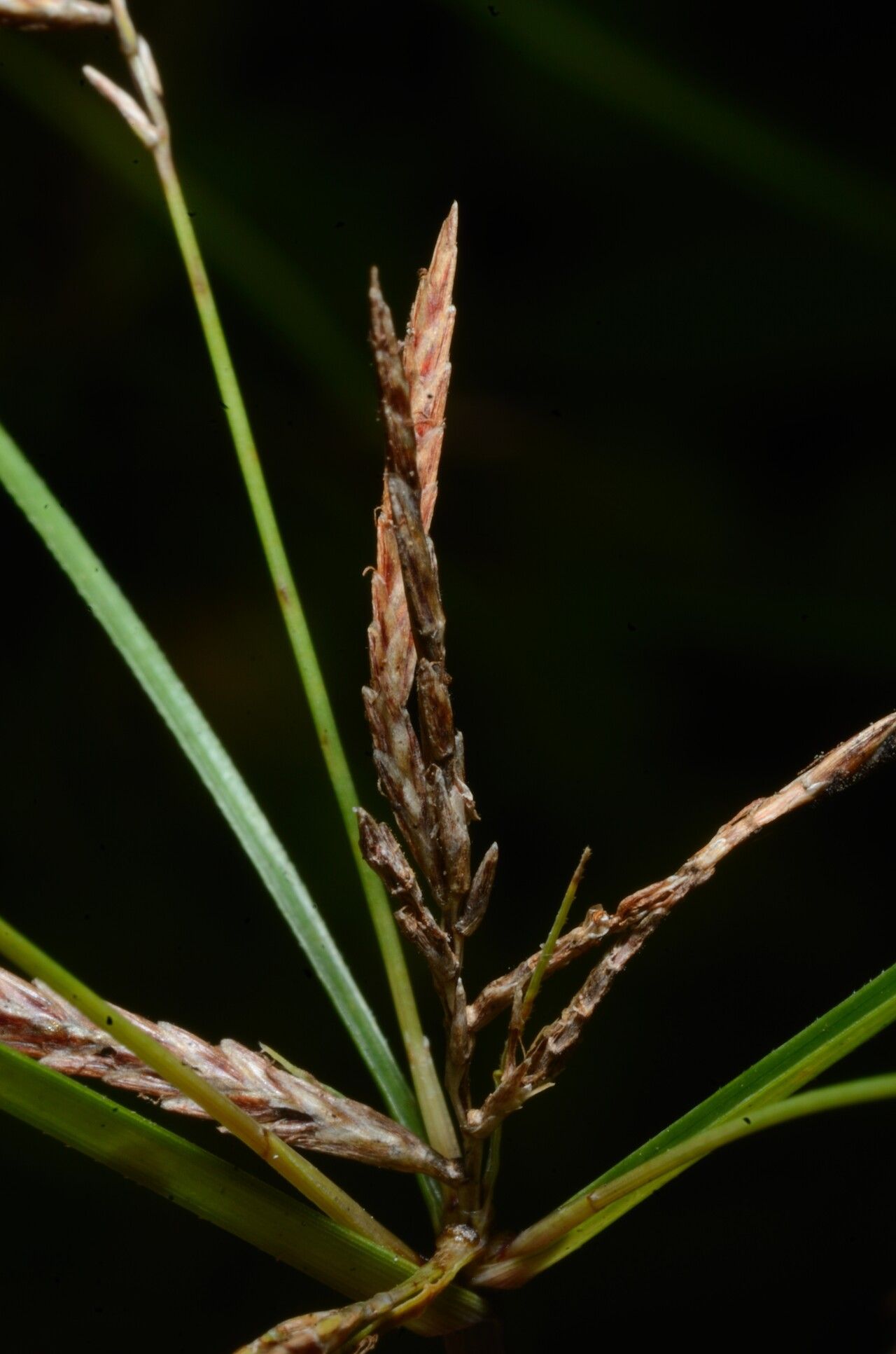 Cyperus maculatus — houseplant care guide