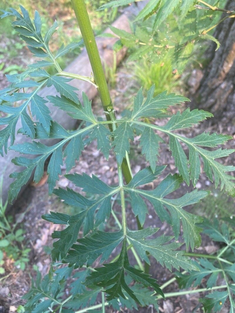 Pleurospermum uralense — houseplant care guide