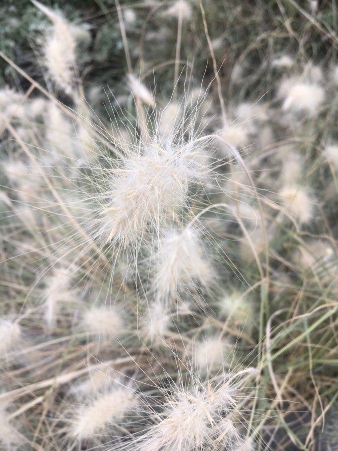 Cenchrus longisetus fruit