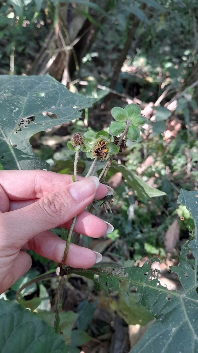 Smallanthus maculatus flower