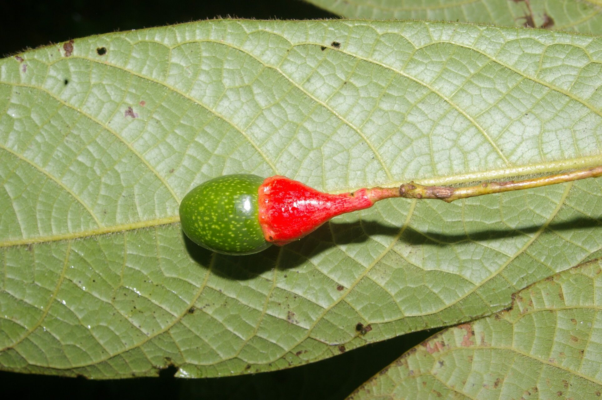 Ocotea helicterifolia fruit