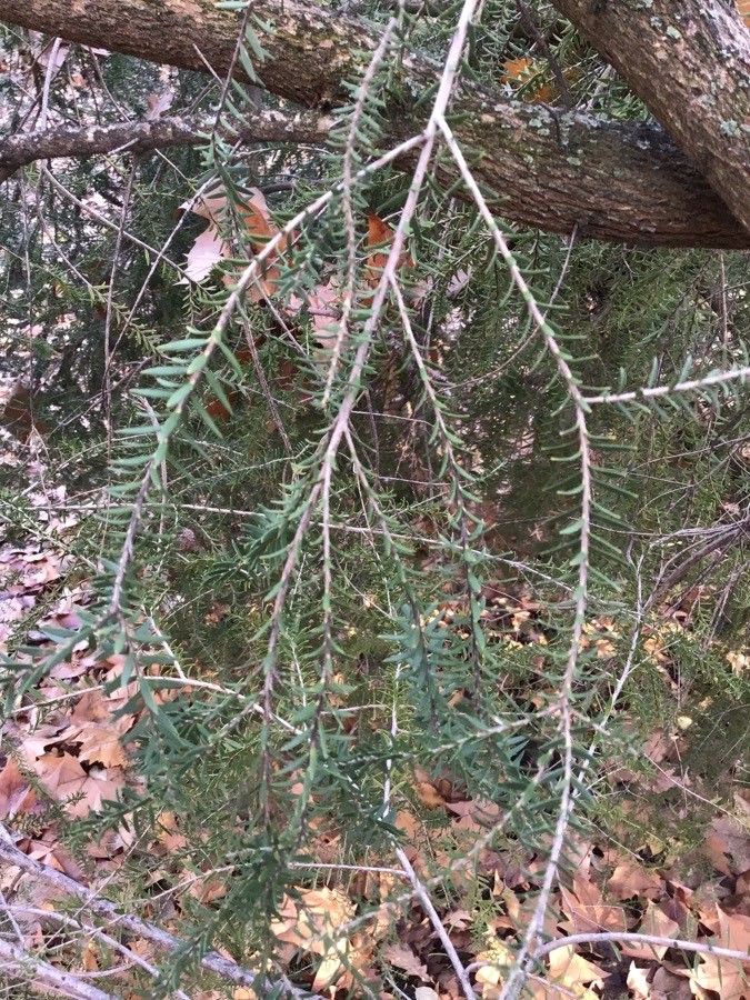 Melaleuca ericifolia leaf