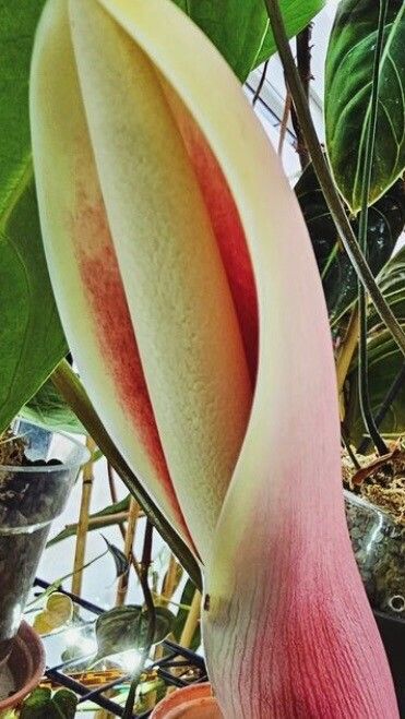 Philodendron esmeraldense flower