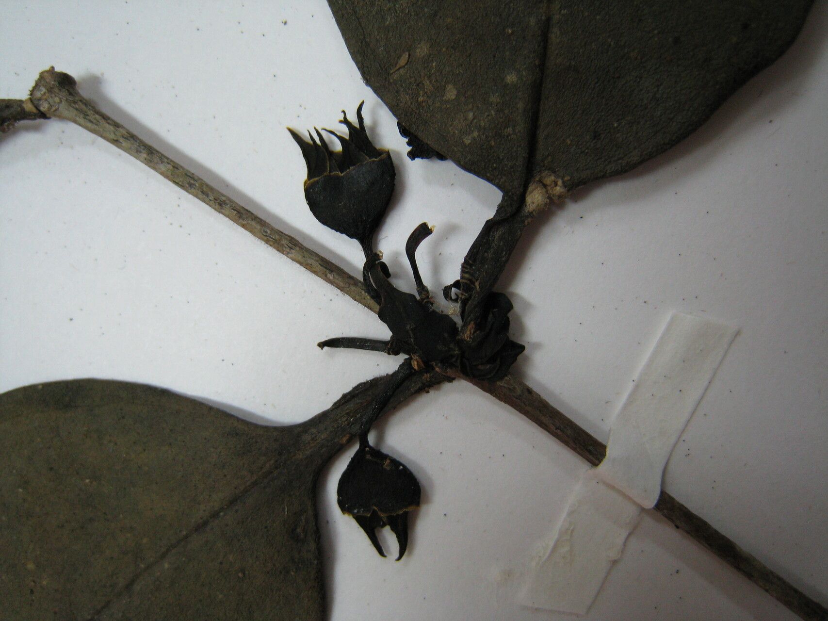 Mouriri collocarpa other